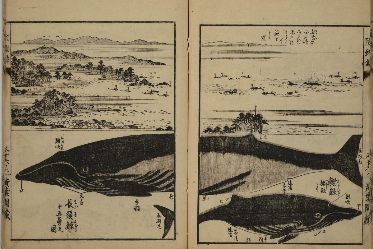 week 4 / 2026: baleen and blubber